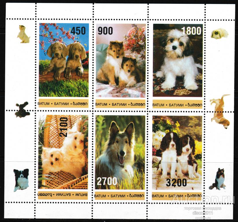 Батуми Собаки Домашние животные Фауна лист**