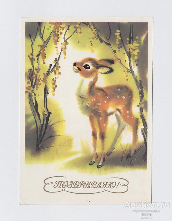 Открытка СССР Поздравляю Каневский 1986 чистая олень олененок лес природа животные фауна деревья