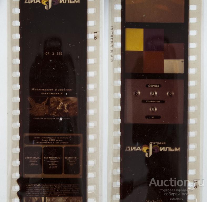 Диафильм Многообразие и значение земноводных 1983 г (96)