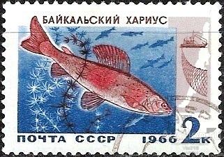 1966 СССР 3399 (Z 3313) Хариус. Промысловые рыбы Байкала. Гаш.