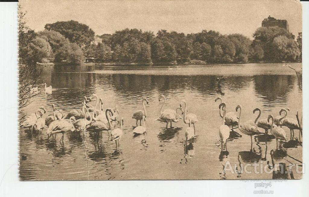 15669. Пруд в зоологическом парке.