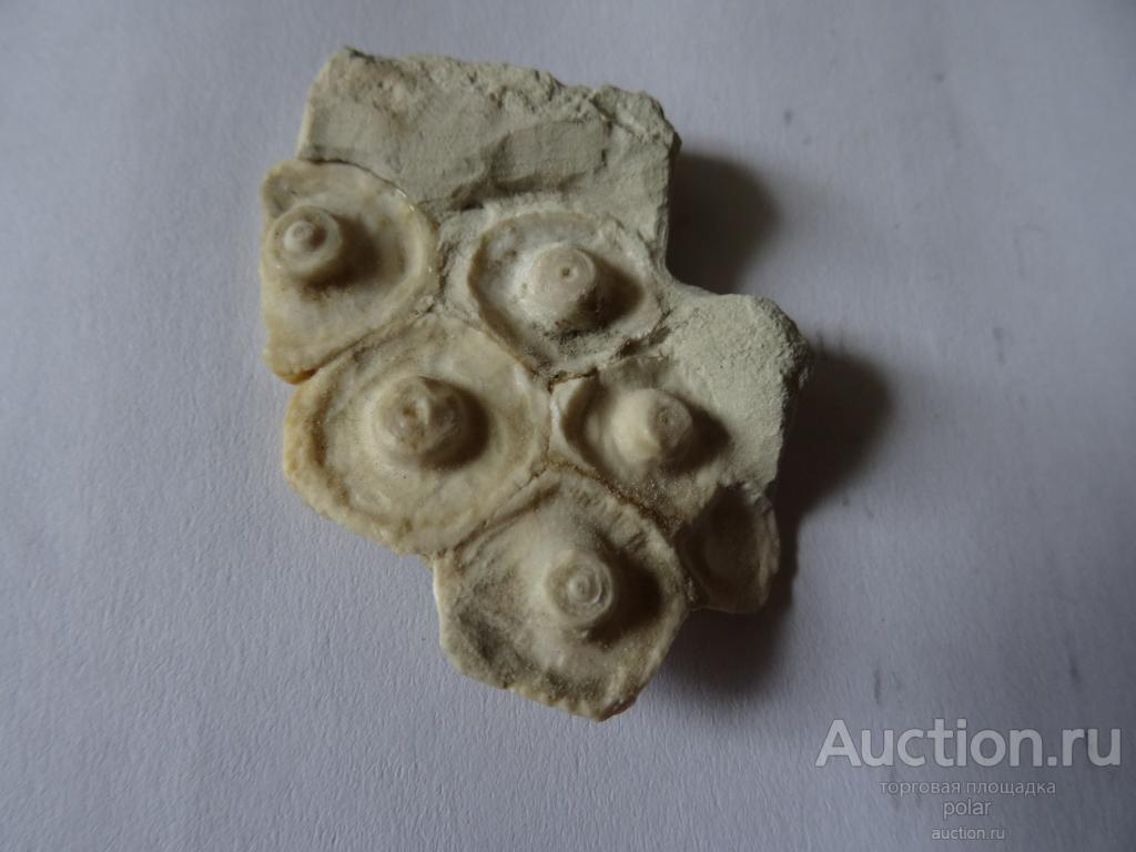 Морской ёж Archaeocidaris. Часть панциря.