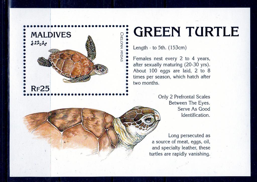 Путь черепахи книга. Марки черепахи. Почтовые марки Maldives 1990. Форзац из следов черепахи.