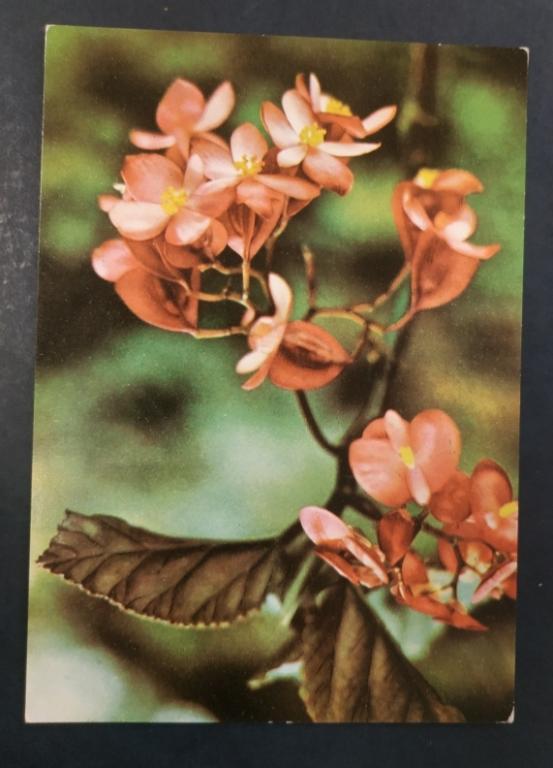 Бегония Begonia Rouge Вьетнам 1970-е г