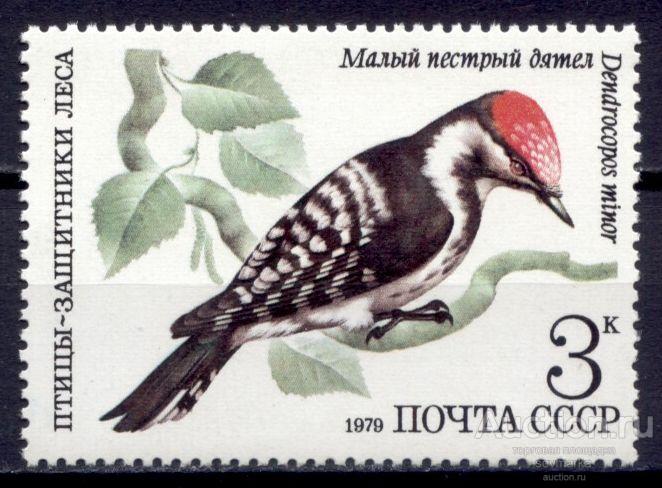 = СССР 1979 Фауна Птицы Малый пестрый дятел 1мар** Св # 5002 |С9-49|