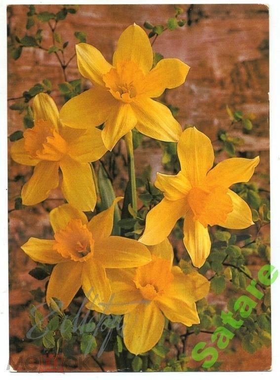 8 Марта - Зеленова В / 1985 год (1)