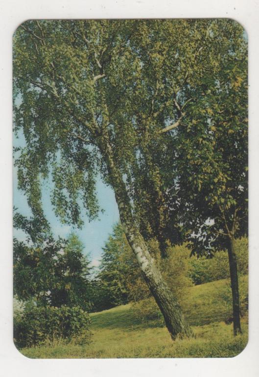 1980 General Technical Department ПЛАСТИК (851)