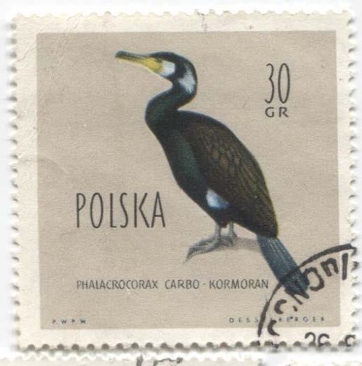 1960.Польша.Птицы.Баклан.гаш