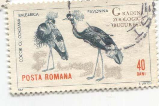 1964.Румыния.Бухарестский зоопарк.Страусы 1м.гаш