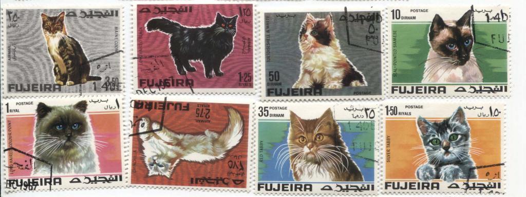 1968.Фуджейра.кошки.8м.гаш