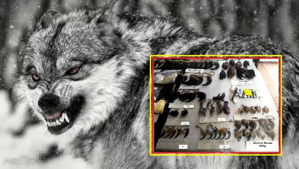 Тува Тыва Хакасия  Клык Медведь Рысь Волк  Коготь  Кость  Оберег  (а.алтч) 