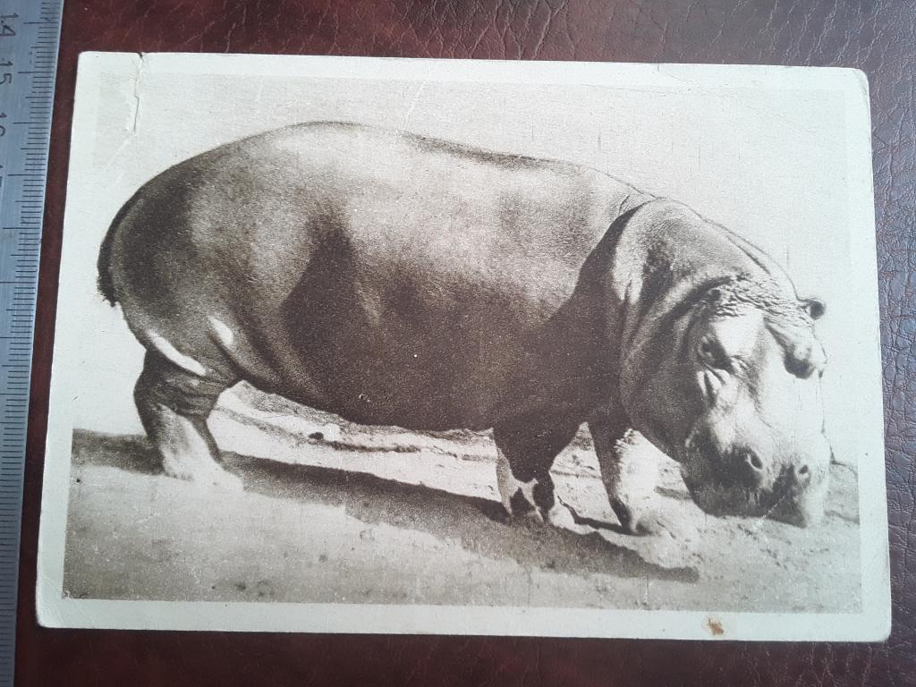 Почтовая карточка. Московский зоопарк. Бегемот "Каспар." 1930 г.