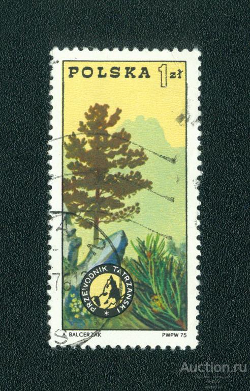 1975 г. Польша - Швейцарская сосна (s2759)