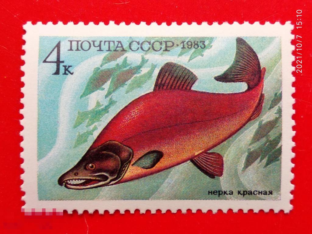 СССР 1983 Промысловые рыбы / Красная нерка** №5414