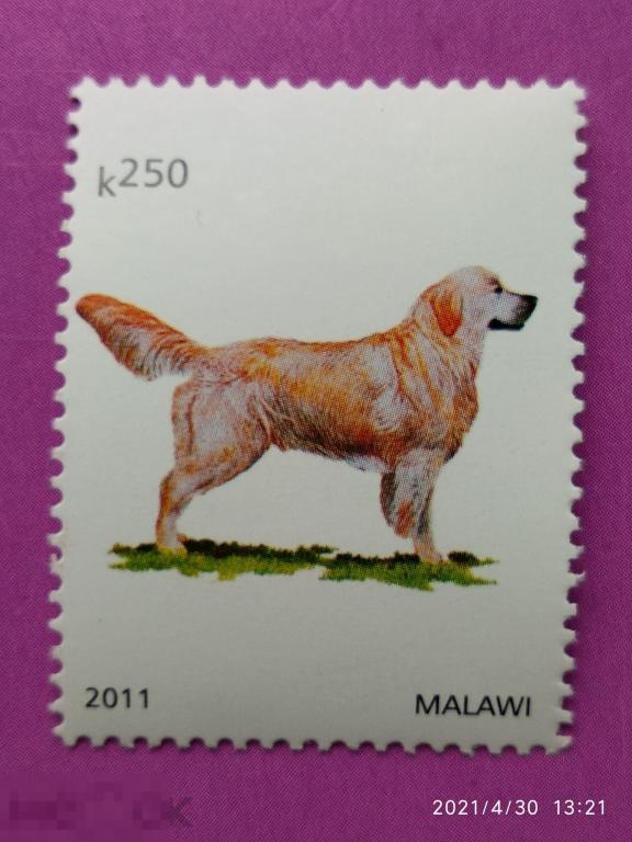 Малави 2011 Собаки / Фауна / 1