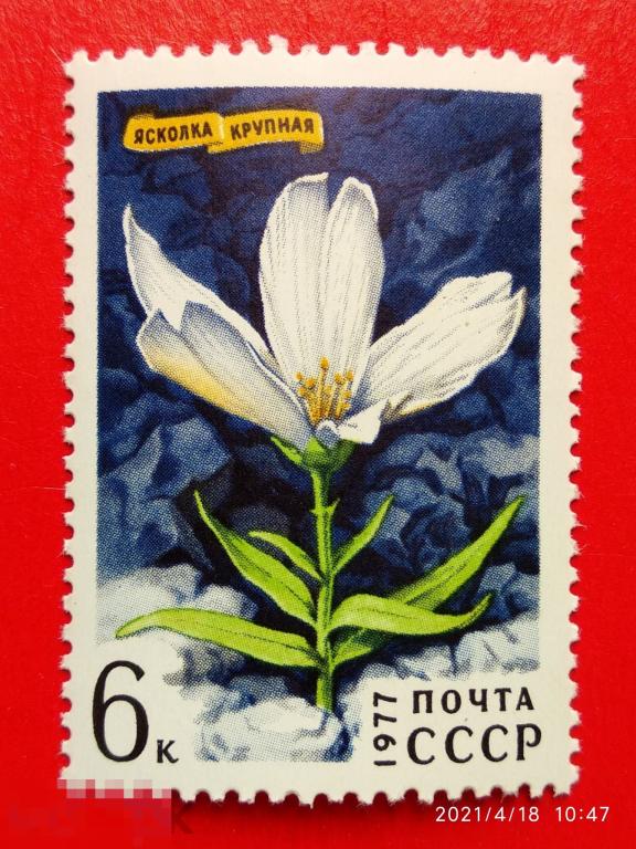 СССР 1977 Цветы гор Сибири / Крупная ясколка** №4699