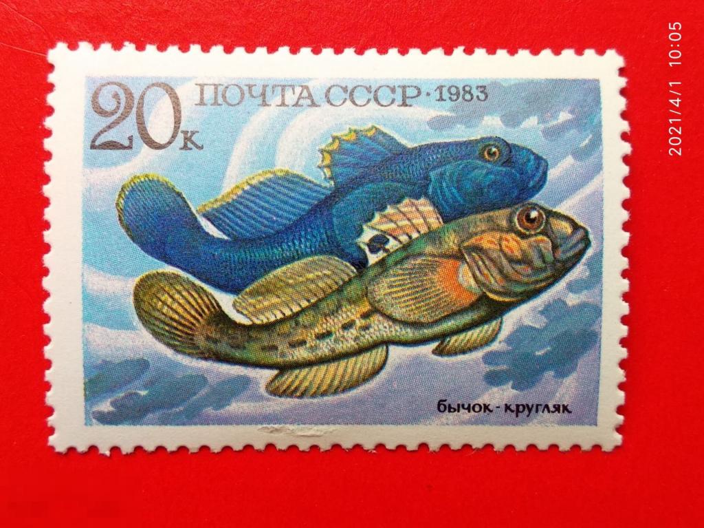 СССР 1983 Промысловые рыбы / Бычок-кругляк** №5417