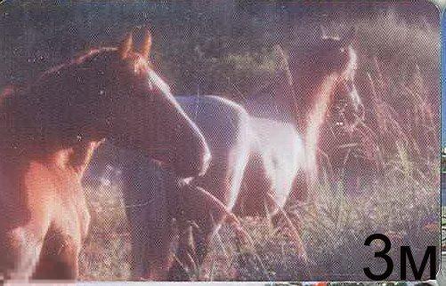 ЕКб. 2002 год лошади. 