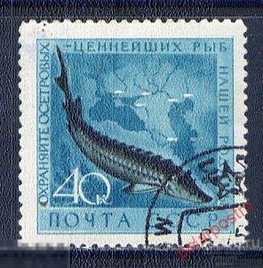 СССР 1959 2246 (2331) ОХРАНА МОРСКОЙ ФАУНЫ. РЫБЫ 