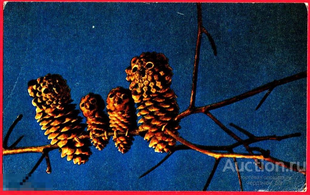 Выставка Природа и фантазия 1969 Зверева Счастливое семейство открытка чистая