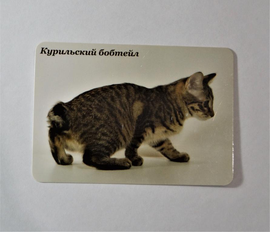 Календарь. Кошки. Пластик. 2019г. ( к-16)