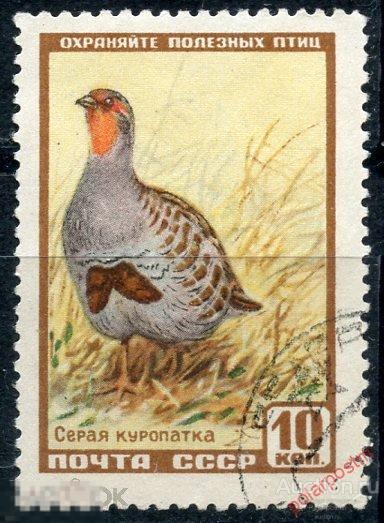 Y85 СССР 1957 1906 (1986)) ФАУНА. СЕРАЯ КУРОПАТКА 