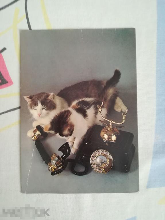 Открытка СССР  Не дозвонились. Кошки.Котята Коты Телефон Ткаченко.1989 Чистая 