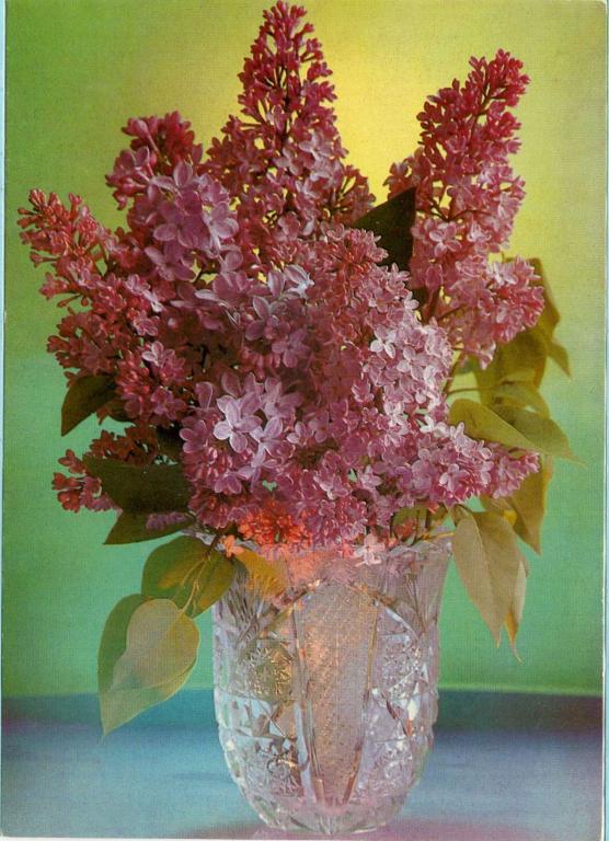 СССР (Б1136) ДМПК Маркированная Чистая Сирень 1980 1981 Цветы Флора Костенко