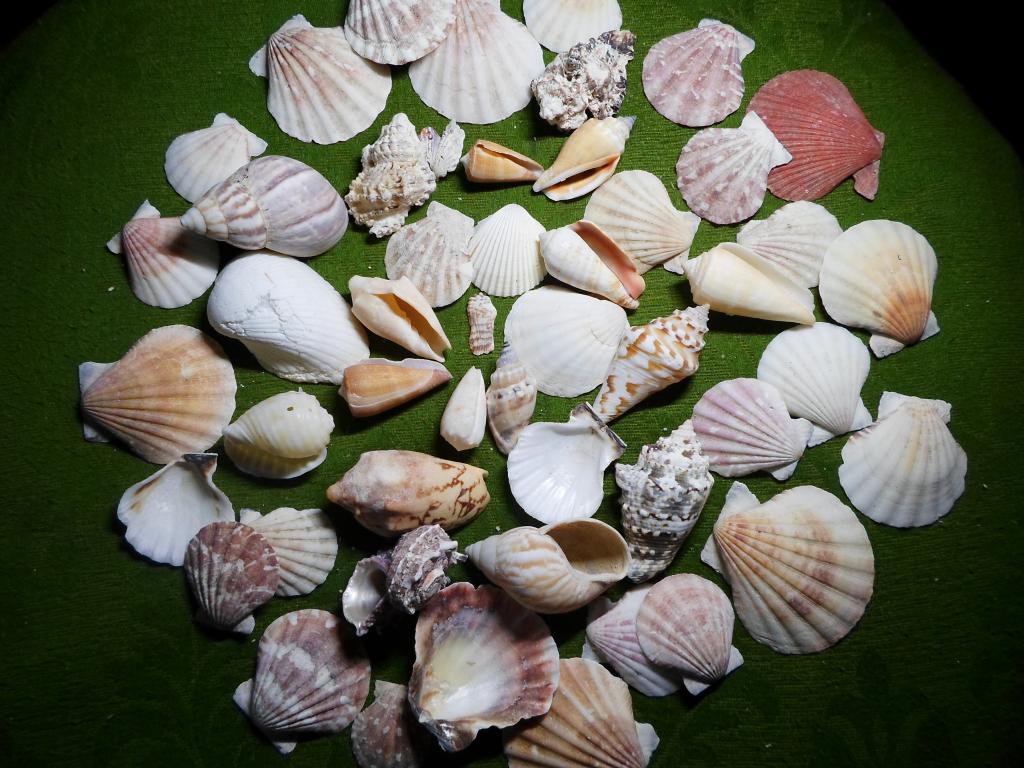 Ракушки океанические и морские для поделок-одним лотом