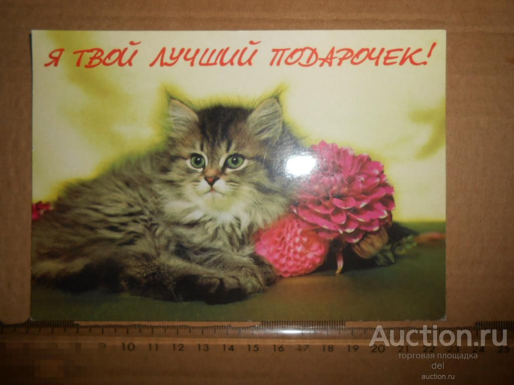 Большая открытка,котенок, цветы, я твой лучший подарочек, красота, коллекционирование 