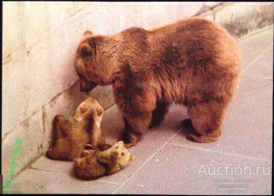 Швейцария  Почтовая карточка Берн Фауна Медведи 