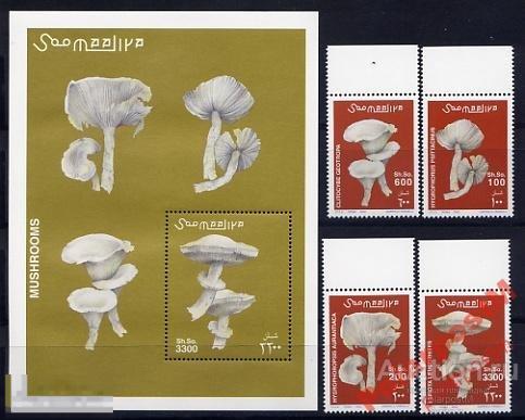 КР9-2 СОМАЛИ ФЛОРА ГРИБЫ 