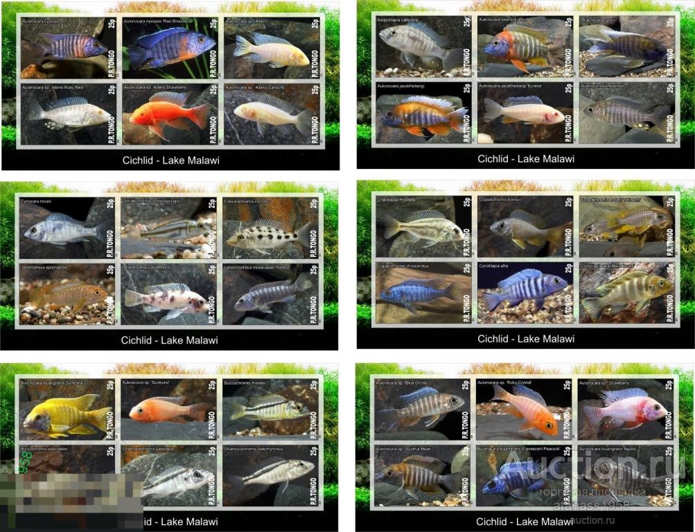 Тонго Чистые блоки Фауна Цихлиды Рыбы озеро Малави 2015