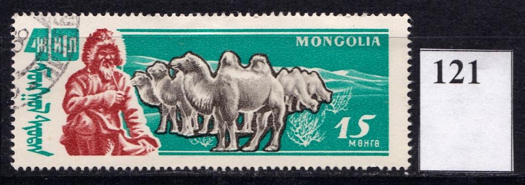 Монголия. 1961 год. Верблюды.