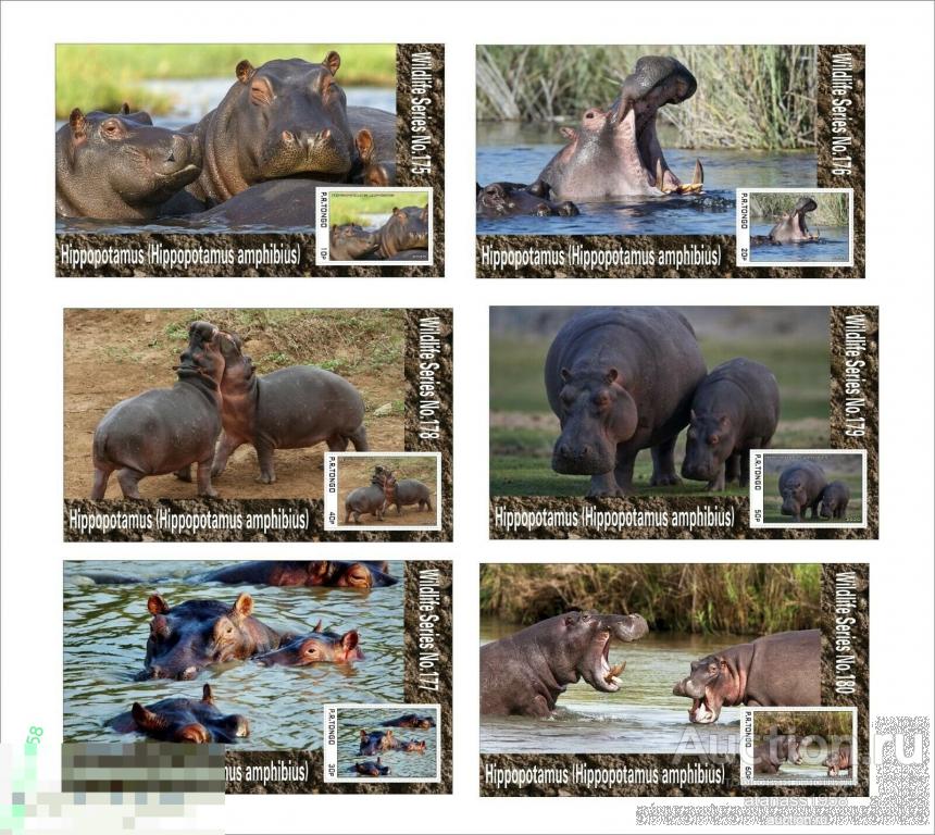Тонго Чистые блоки  Фауна Дикие животные Бегемоты  2020