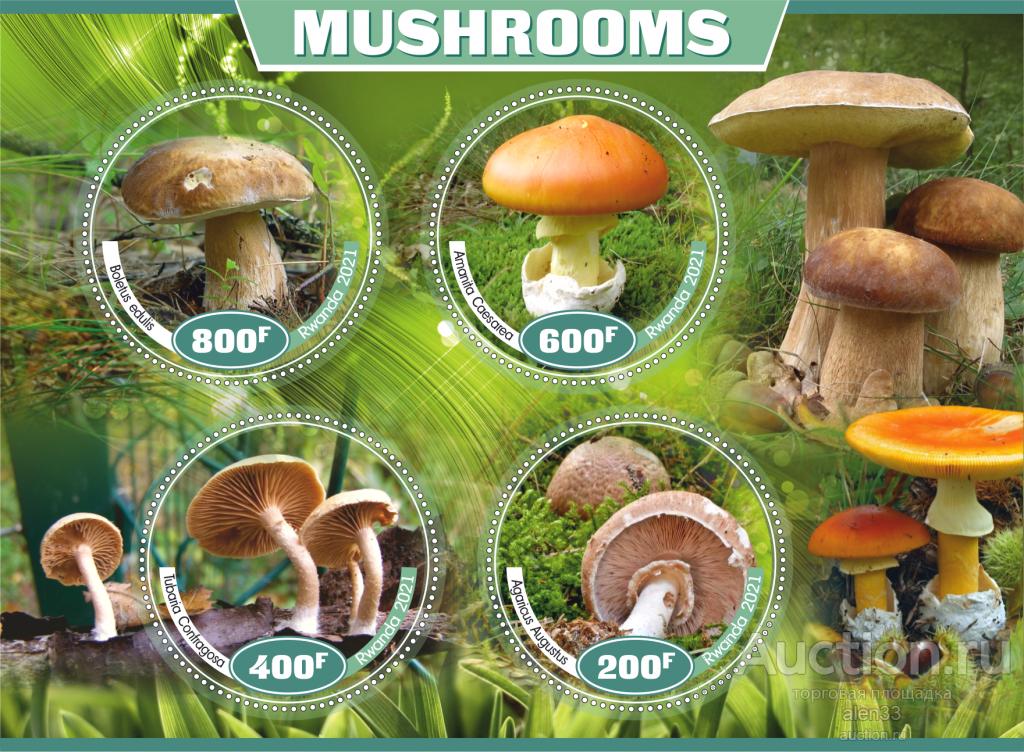 Флора Грибы комплект из 8 блоков