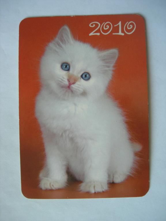 Белый котенок    2010