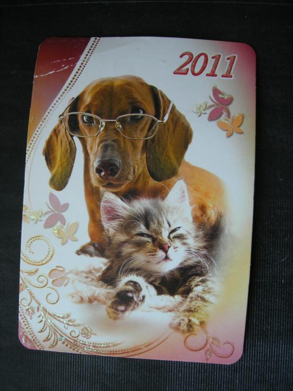Собака и котенок 2011
