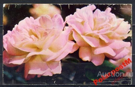 №4 СССР 1971 ЦВЕТЫ РОЗЫ 