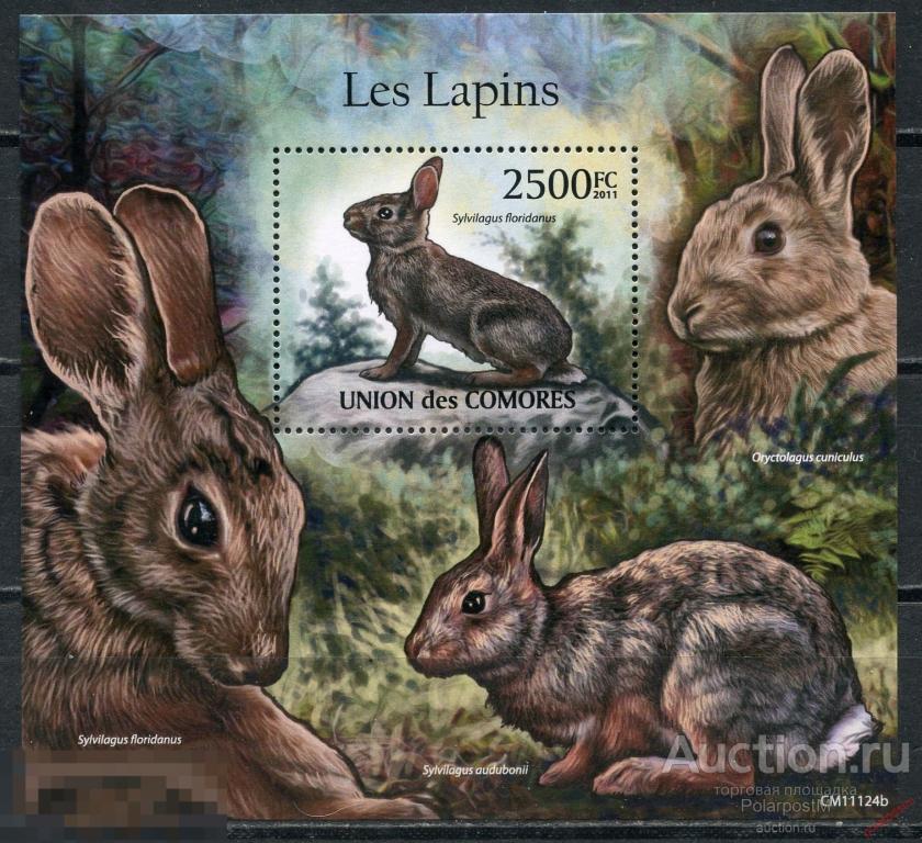 Коморские острова 2011 KU002-1 Млекопитающие. Кролики. Фауна 