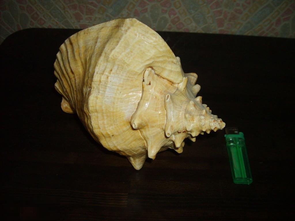 060 .Раковина (ракушка), океаническая, Куба. 1991 год, 23 х 18 см. 
