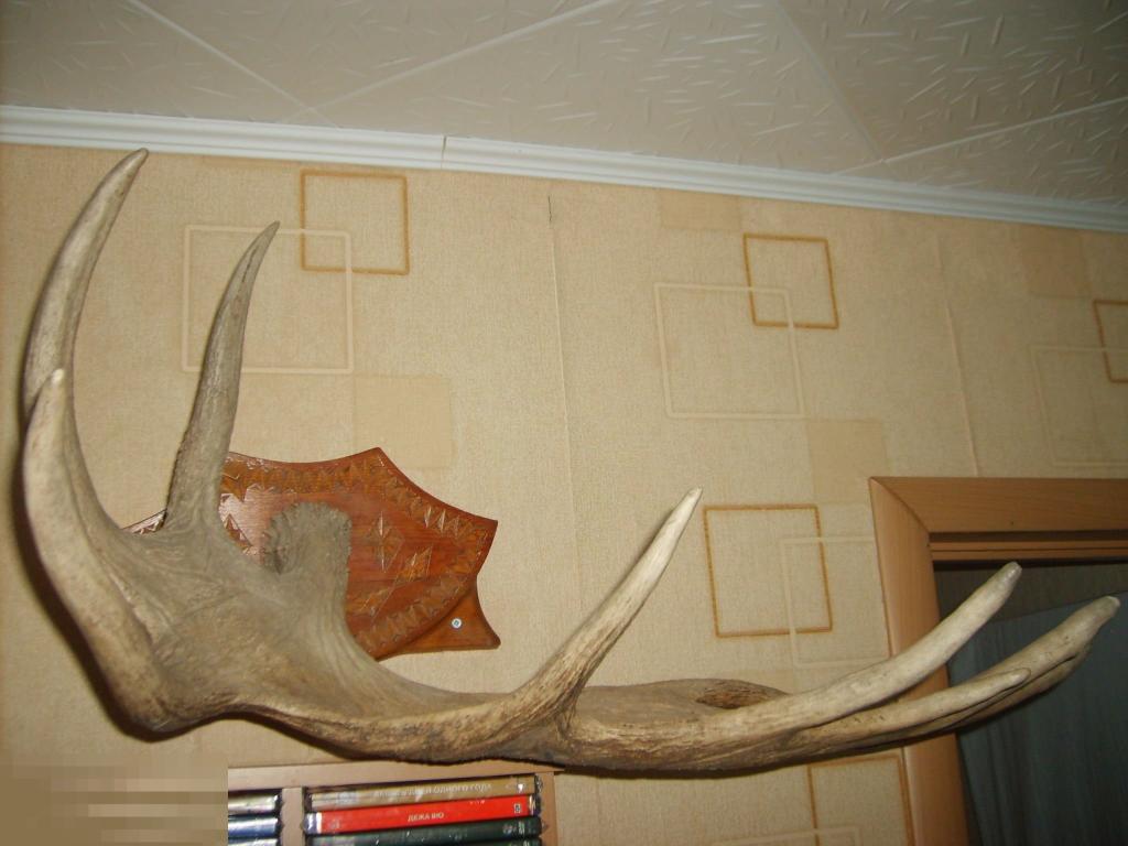 070 .РОГ ЛОСЯ (большой) на деревянной подушке с резьбой мастера! 