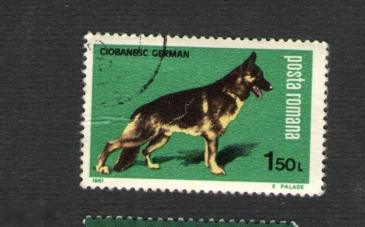 Марка. Румыния . 1981 г. Немецкая овчарка 