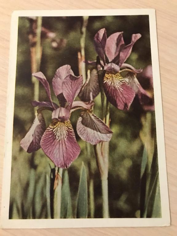 Фото Я. Гайлитиса. ИРИСЫ. 1963г. Чистая.