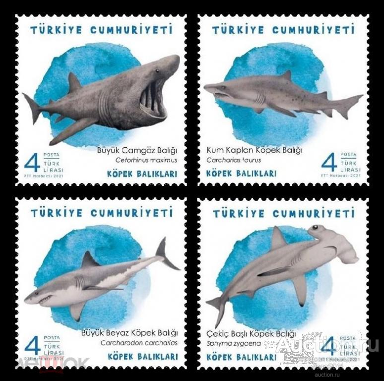Турция 2021 Акулы Хищные рыбы Морская фауна моря 4м**