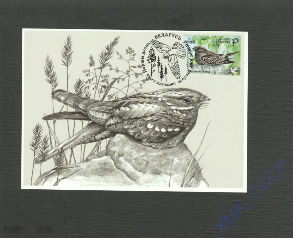2021 Беларусь Картмаксимум Обыкновенный козодой. Птица Фауна 