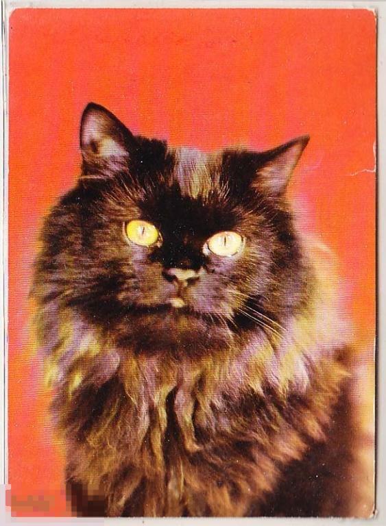 Животные. Кошка. 