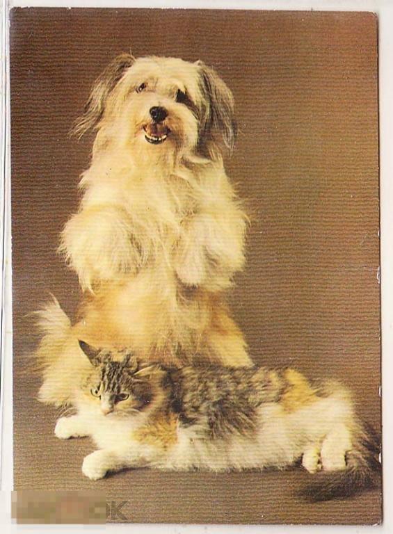 Животные. Кошка. Собака. 