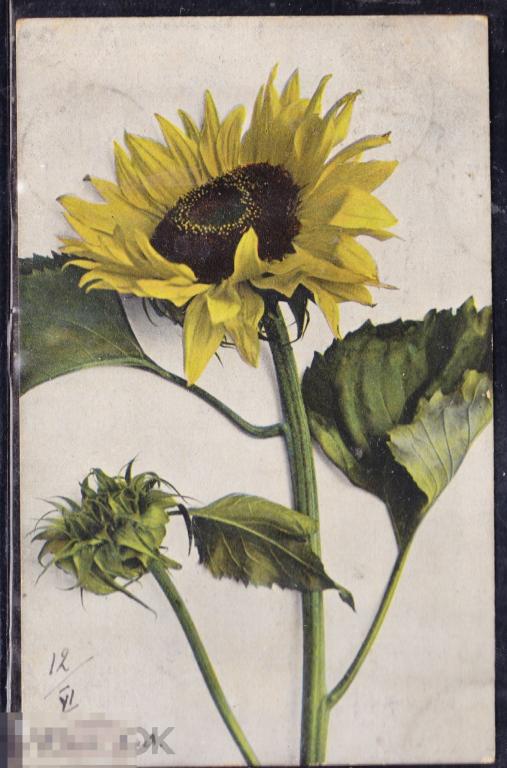 Цветы   Кляйн  штамп штемпель марка 