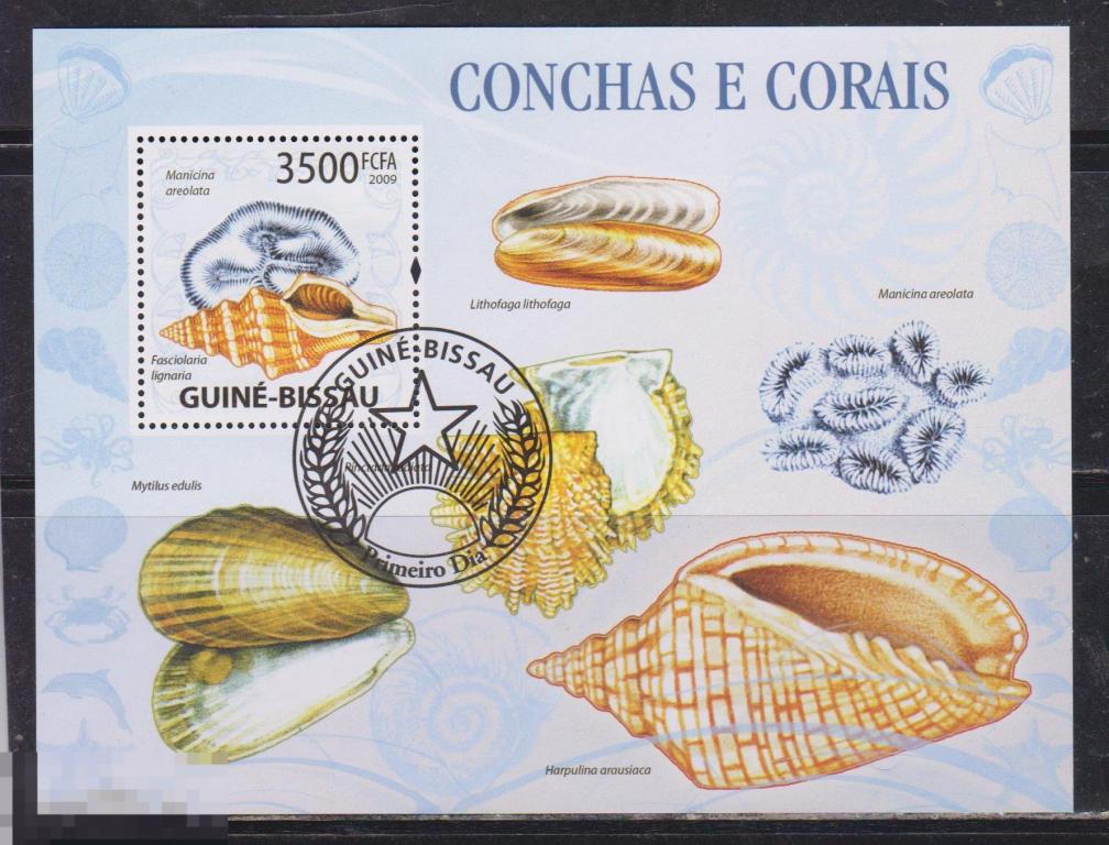 Коморы 2009 Фауна раковины 
